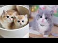 Baby Cats - Cute and Funny Cat Videos Compilation #13 | Aww Animals