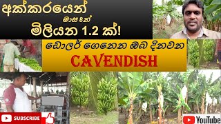 අතමිට සරු කරන Cavendish  වගාව #Export Agriculture # Banana cultivation #Dry zone Sri Lanka