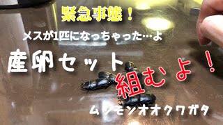 【ムシモンオオクワガタ】産卵セット組みます！【ぴぴんap】