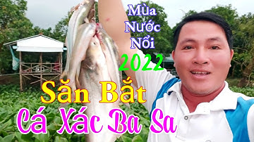Săn Bắt Cá Xác Ba Sa Mùa Nước Nổi 2022 / Ẩm Thực Ven Sông Quán / Kiềm Rapper