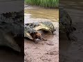 Dog Escapes Crocodile Jaws… Unbelievable Survival 🐕🐊