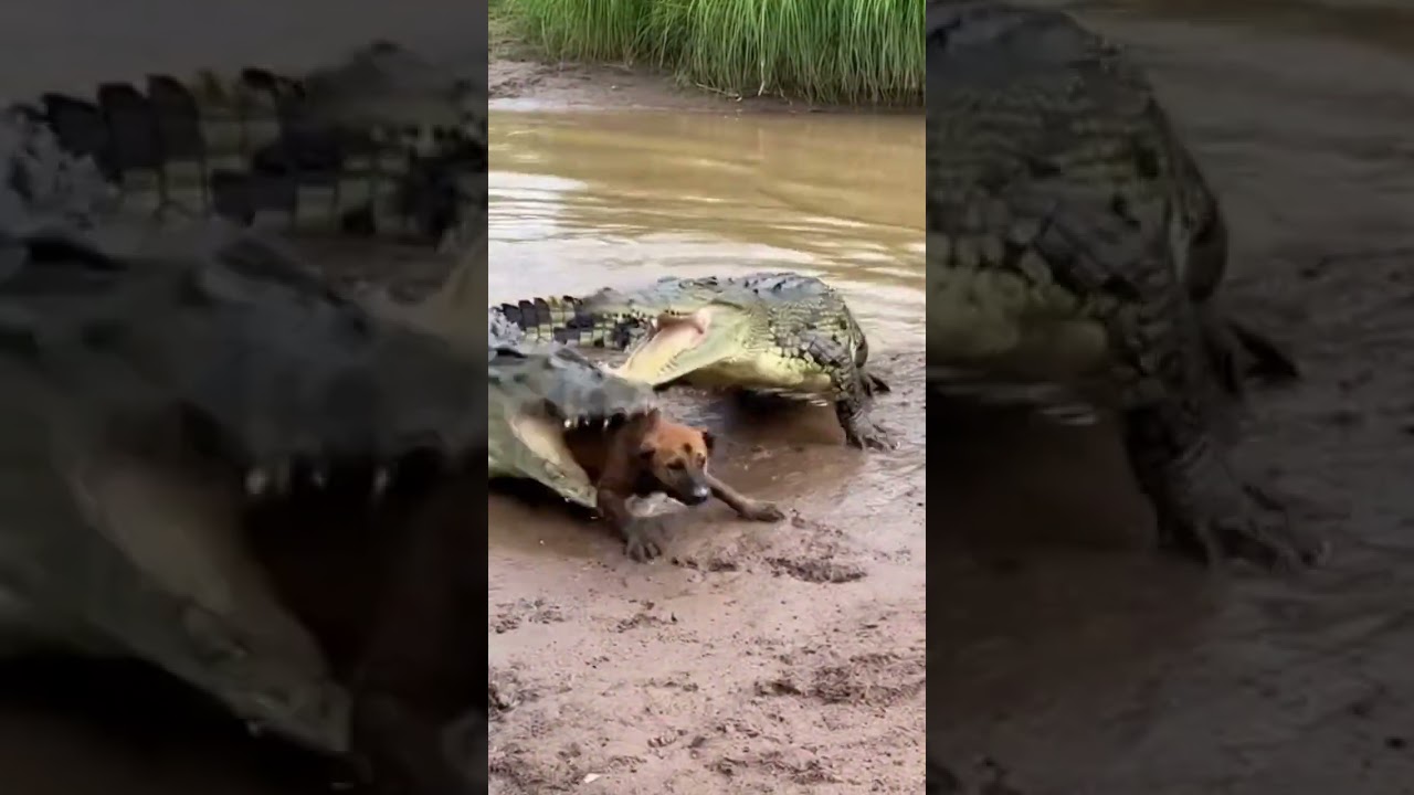Dog Escapes Crocodile Jaws… Unbelievable Survival 🐕🐊
