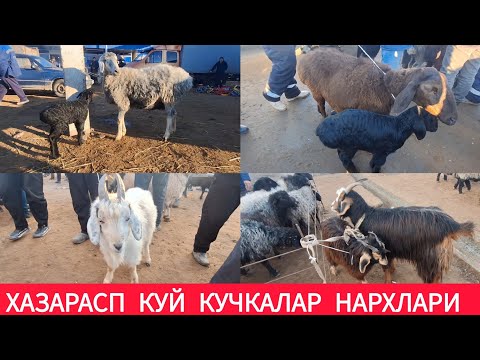 ХОРАЗМ ХАЗАРАСП КУЙ КУЧКАЛАР БОЗОРИ АНИК НАРХЛАР 12 ЯНВАРЬ 2025-ЙИЛ !!! ХОРАЗМ ОБЗОР