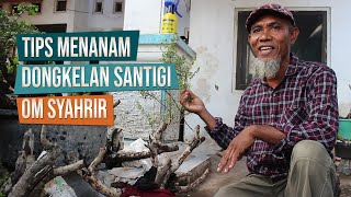 Tips Cara Menanam Dongkelan Bahan Bonsai Santigi Bersama Om Syahrir Dari Penatoi, Kota Bima