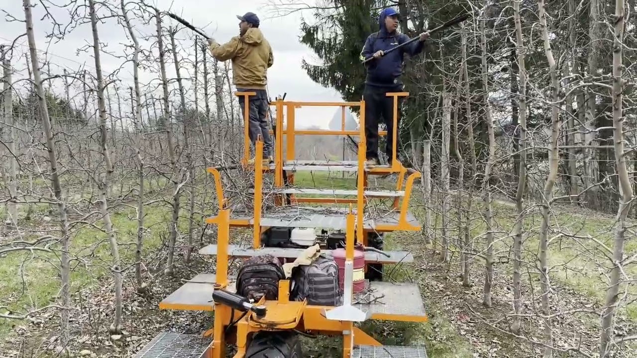 Trimming with Huron Fruit Systems Work Platform using electric prunners