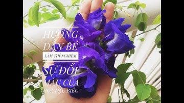 HƯỚNG DẪN BÉ LÀM THÍ NGHIỆM SỰ ĐỔI MÀU CỦA HOA ĐẬU BIẾC - TRƯỜNG MN ĐỐC BINH KIỀU 1