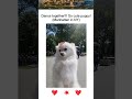Dance Battle Puppy Pomeranian Manhattan #puppy #cute #pets #funny #poor #manhattan #nyc #강아지 #ペット
