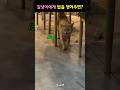 길냥이에게 밥을 챙겨주면?