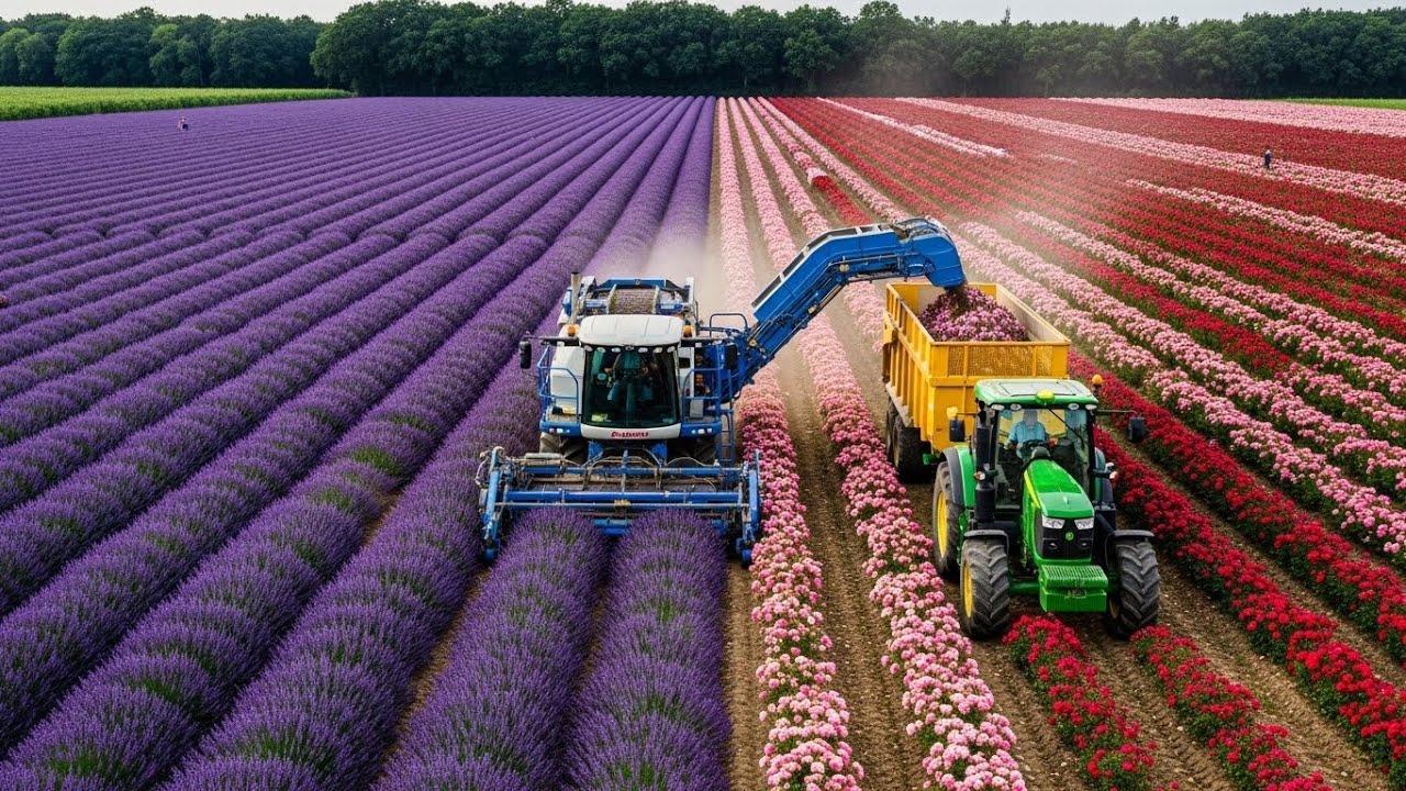 What Happens If a Luxury Perfume Factory Stops for 1 Day?