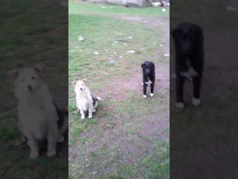 Video: Ako Sa Psy Vyrovnávajú S Pohybom