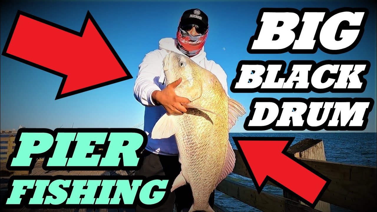 Fishing GALVESTON Texas PIER Big BLACK DRUM On Before Outdoors