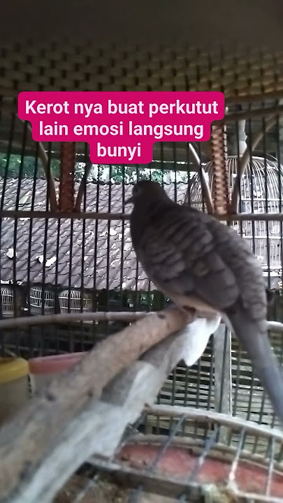 Masteran perkutut - kerot bikin perkutut lain pada bunyi2116