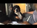 Greater Swiss Mountain Dog Cries when you stop petting him の動画、YouTube動画。