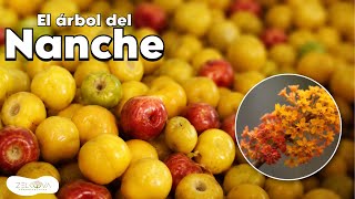 Nanche - Frutos Dulces en un ÁRBOL NATIVO I Byrsonima crassifolia
