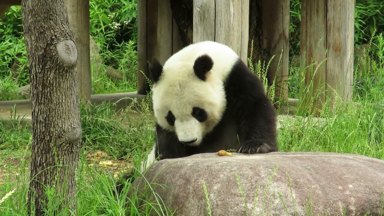 June 7, 2018 [Selection] Panda walks past the zookeeper to get its