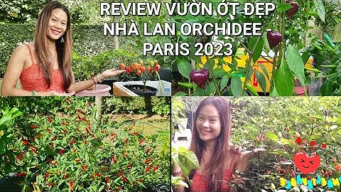 REVIEW VƯỜN ỚT ĐẸP GẦN 20 LOẠI ỚT ĐỘC LẠ NHÀ LAN ORCHIDEE Ở PHÁP 09.2023. TẶNG HẠT GIỐNG ỚT.