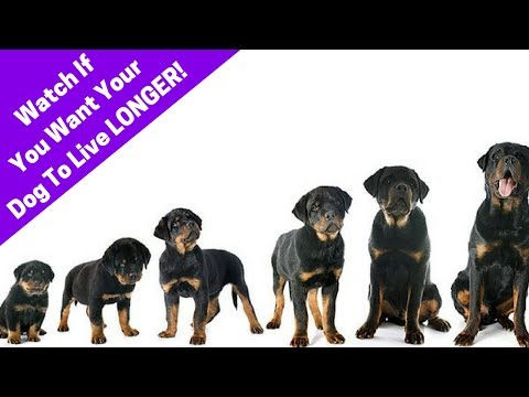 3-tips-to-make-your-dog-live-longer!-how-to-increase-your-dog's-lifespan.