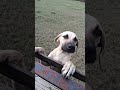 Is he cute or ugly. let the comments decide