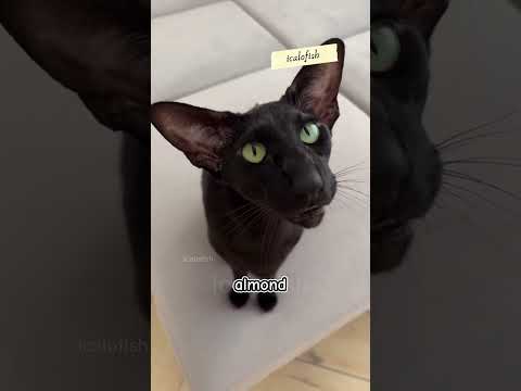 Oriental Shorthair 🐱 | Kucing Elegan dengan 300 Warna Bulu!