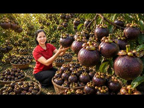Harvesting 1000 + Kg Super-Sweet Mountain Mangosteens To Sell At Market | Mai Hương - Free Bushcraft
