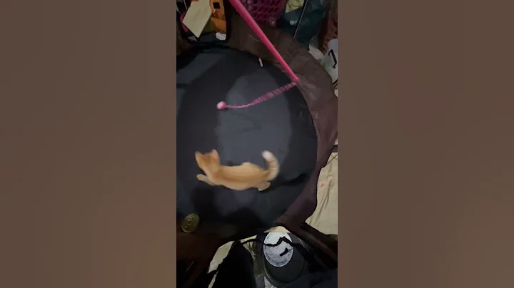 Video 11889661: kittens litter, kittens domestic, kitten adoption, kitten home, haired kitten