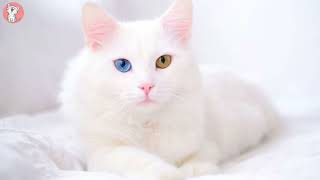 Turkish Van Cats 101 : Fun Facts || Cute & Spunky Cats by Cute & Spunky Cats 314 views 1 year ago 3 minutes, 44 seconds