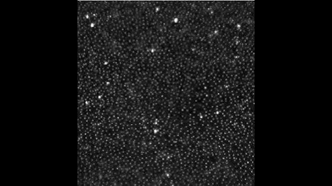 Sinking ball in sheared granular media