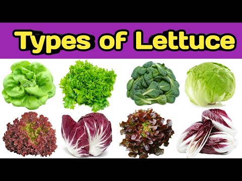 Types of lettuce | Name of lettuce | Lettuce name | Leafy vegetable | Rss
