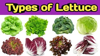 Types of lettuce | Name of lettuce | Lettuce name | Leafy vegetable | Rss kitchen screenshot 3