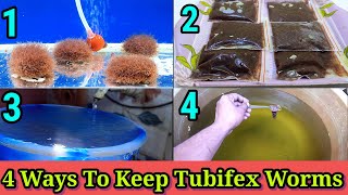 4 Ways To Keep Tubifex Worms | How To Maintain Tubifex Worms