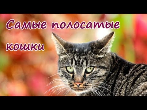 Видео: Почему полосатые кошки самые лучшие?