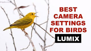 Best Camera Settings for Bird Photography