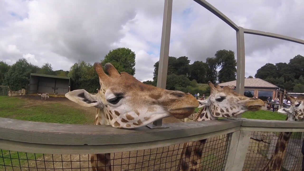 longleat safari park feeding times