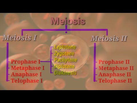 Meiosis | What is the process of Meiosis? | Meiosis I & Meiosis II || Stages of Meiosis ||