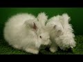 Ep30 - All about angora rabbits in India - IMPORT QUALITY