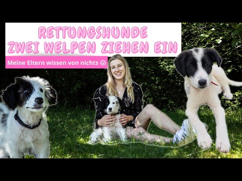 Video: 10 kreative Sommerabenteuer, die Sie mit Ihrem Hund haben können