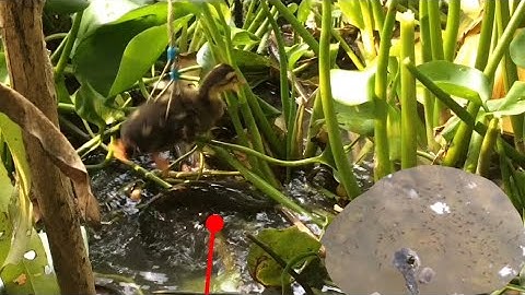 Câu cá lóc bằng vịt, 2 bầy đen thui siêu khủng cận cảnh pha bay táp liên tục đẹp mắt kịch tính