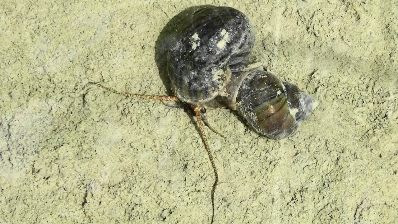 ジャンボ タニシ 珍しい合体 交尾かなぁ 稲穂の田んぼjumbo Snail Rare Coalescence Copulation Rice Field Of Rice Field Youtube