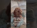 Jack Cavapoo therpist #puppy #pets #cavapoo #petlover #doglife