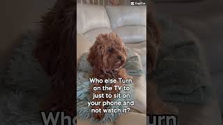 Jack Cavapoo therpist #puppy #pets #cavapoo #petlover #doglife