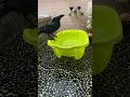 カラスのハッピーライブ配信中！チャットオフですのサムネイル