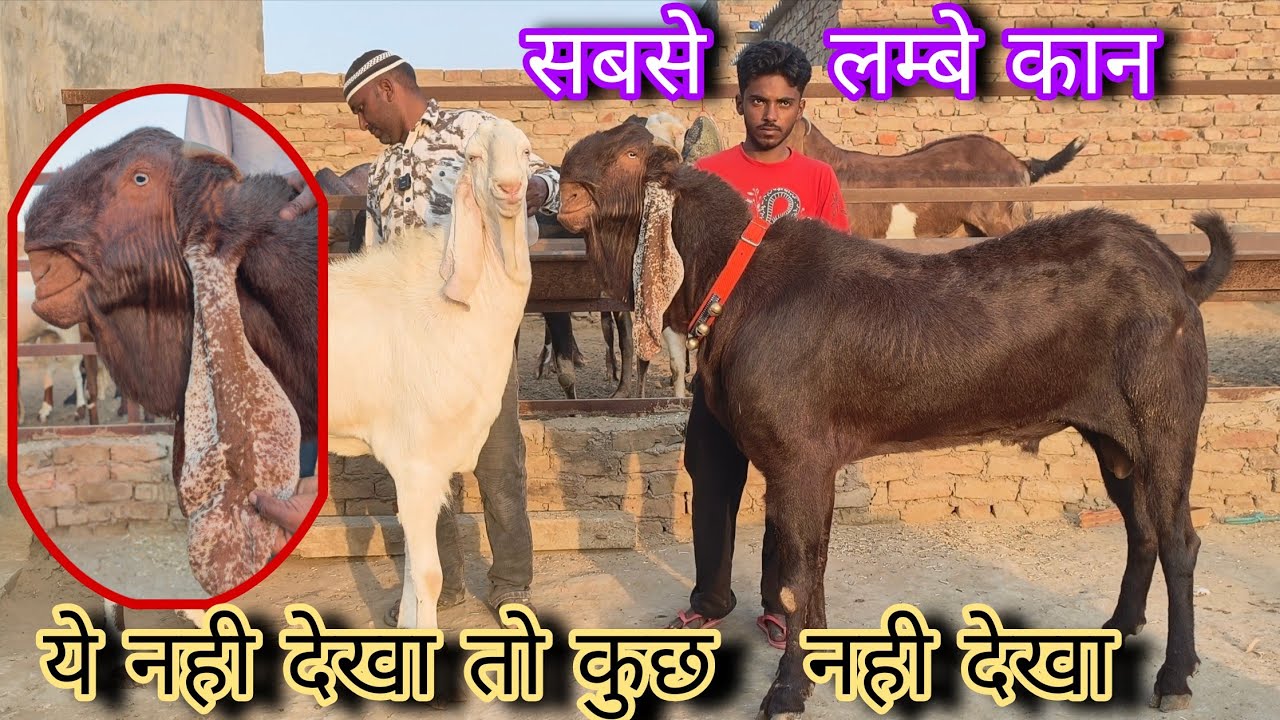 लम्बे कानो वाला बीटल बकरा top breeds goat farm 