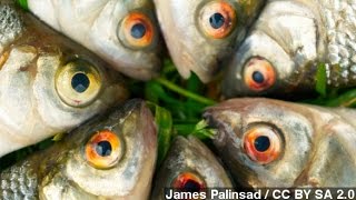 Why The White House Wants To Track Imported Fish