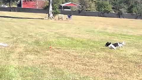 Coursing Ability Test - Teddy