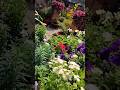 Flower garden  अब झूमने लगा मेरे संग🤗