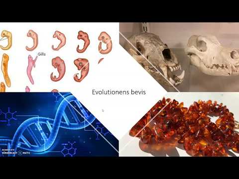 Video: Likheter Mellan Mänskligt Och Schimpans-DNA. Bevis För Evolution? - Alternativ Vy