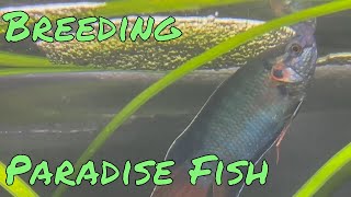Breeding, Spawning and Raising Paradise Fish