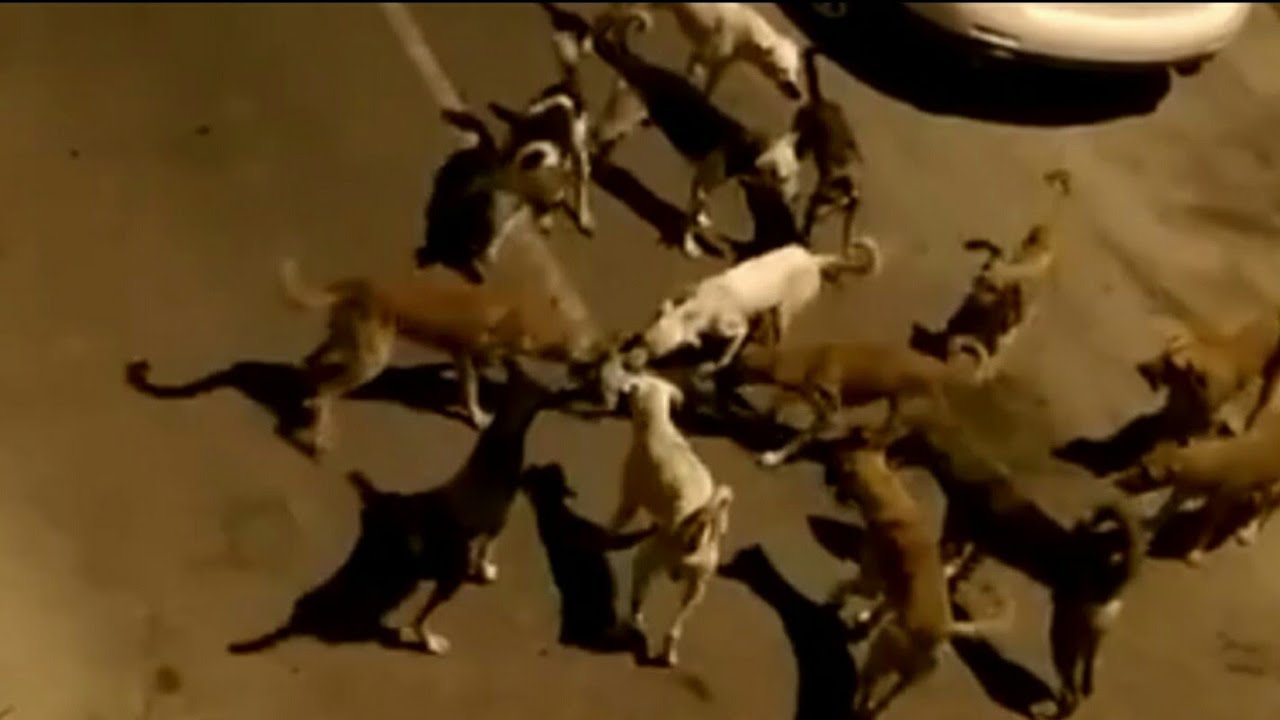 Stray dogs kill the poor catالكلاب الضالة تقتل القط المسكين YouTube