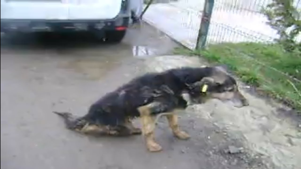 Poor Disable Dog Drags His Body On Street After Hit By Car Rescued In poor-disable-dog-drags-his-body-on-street-after-hit-by-car-rescued-in