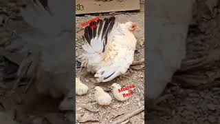 Galinha Garnizé Com Pintinhos